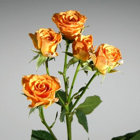 Роза 'Макарена' (флорибунда, миниатюрная) (желто - красная)