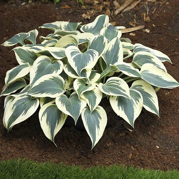Хоста гибридная (вздутая, волнистая) 'Блю Айвори'