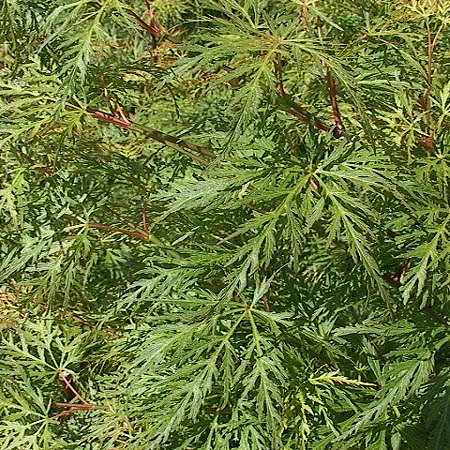 Клен дланевидный 'Эмеральд Лейс'