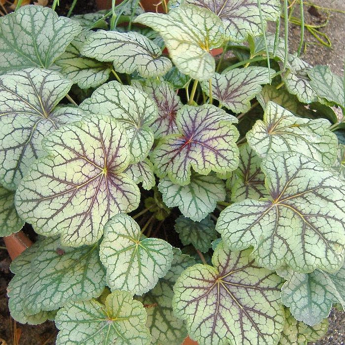 Гейхера кроваво-красная