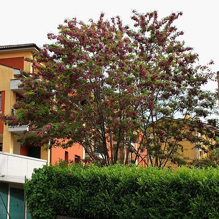 Робиния маргариты Каске Руж