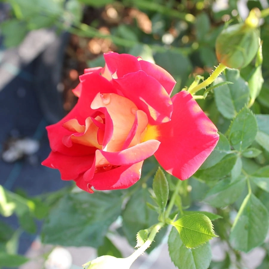 Роза 'Кетчап энд Мастед' (чайно-гибридная) (красная с желтым)