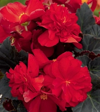 Бегония клубневая 'Нонстоп Мокка Скарлет' (вишнево - красный)