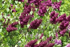 Сирень обыкновенная 'Маршал Соколовский' (бордовая)