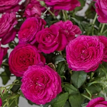 Роза 'Иоганн Вольфганг фон Гете' (чайно- гибридная) (пурпурная)