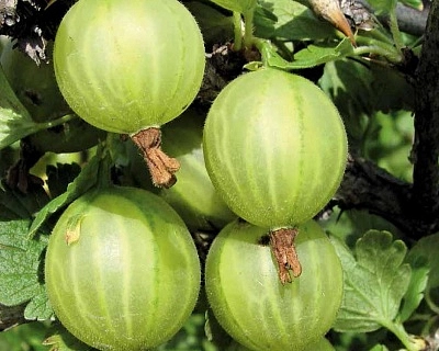 Крыжовник 'Триумф'