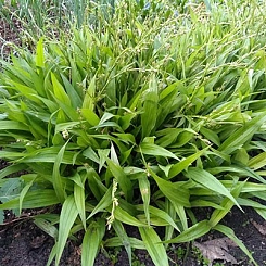 Осока ржавопятнистая