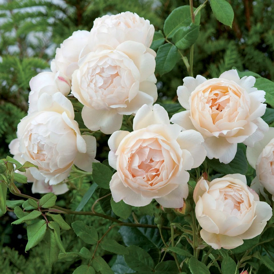 Роза 'Воллертон Олд Холл' (чайно-гибридная) (персиково - кремовая)