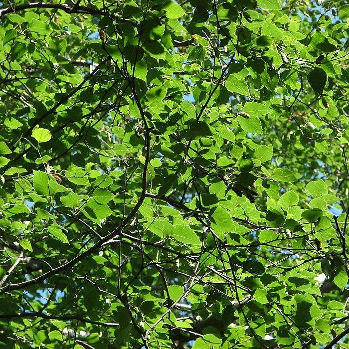 Береза Эрмана