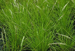 Сеслерия осенняя