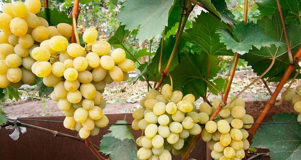 Виноград белый неукрывной