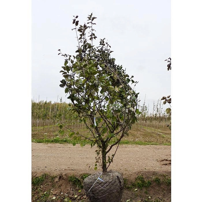 Яблоня домашняя 'Вишневое'