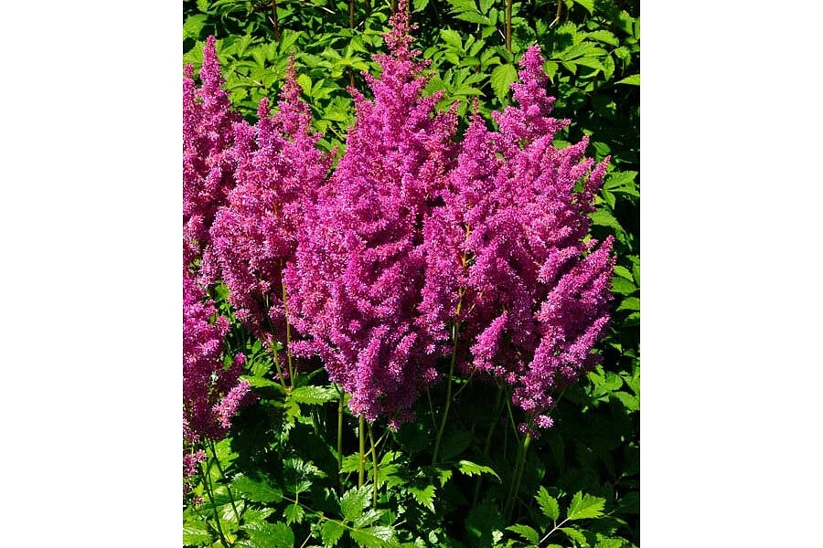 Астильба японская 'Майнз' (малиново-розовая)