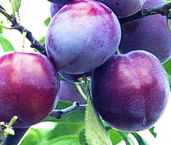 Слива 'Венгерка московская'