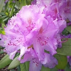 Рододендрон гибридный 'Пинк Леди'