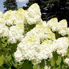 Гортензия метельчатая 'Геркулес'
