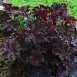 Гейхера мелкоцветковая 'Палас Пурпл'