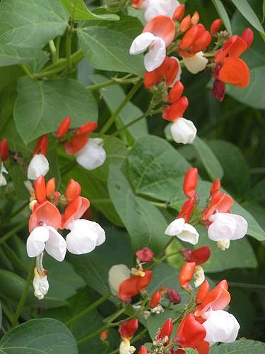 Семена Фасоль декоративная