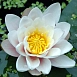 Кувшинка одората 'Альба'