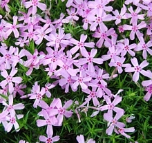 Флокс шиловидный 'Самсон'