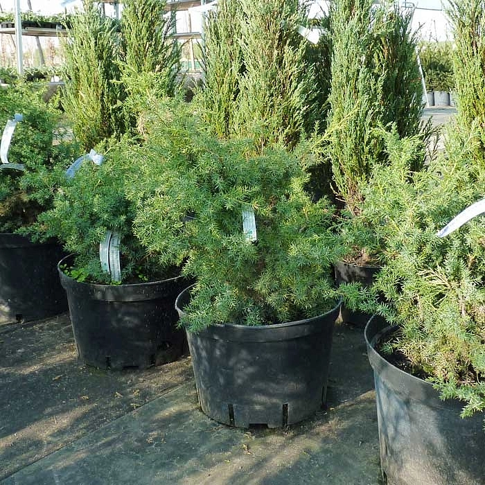 Можжевельник китайский Обелиск (Obelisk) Можжевельник китайский Обелиск (Obelisk)