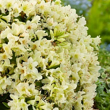 Рододендрон гибридный (азалия) 'Шемрок' (желто-лимонный)