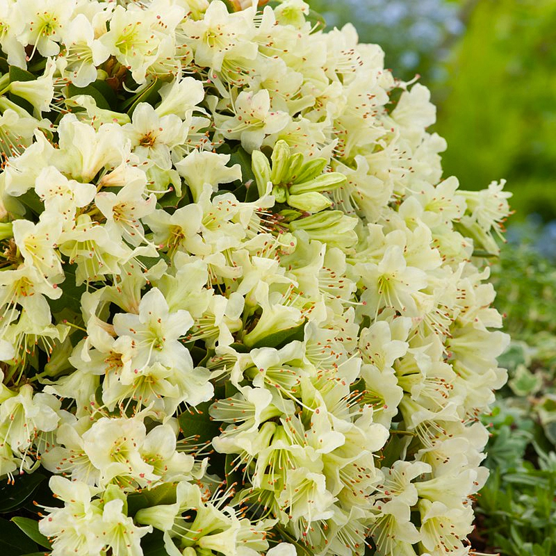 Рододендрон гибридный (азалия) 'Шемрок' (желто-лимонный)