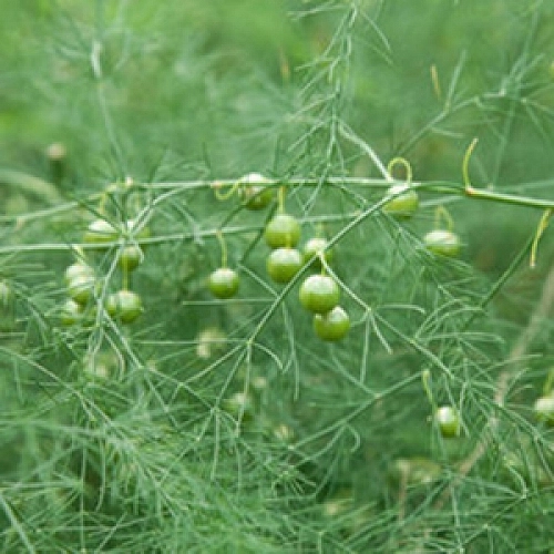 Аспарагус 'Роем ван Вашингтон'