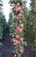 Яблоня колоновидная 'Янтарное ожерелье'