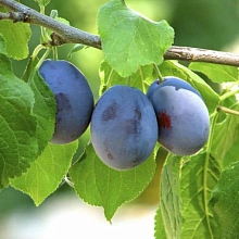 Слива 'Смолинка'