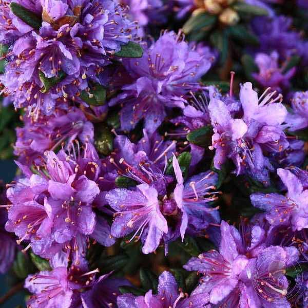 Рододендрон гибридный 'Пурпл пиллоу' (фиолетовый)