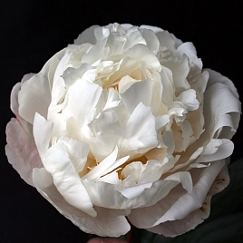 Пион молочноцветковый 'Гардения (белый)