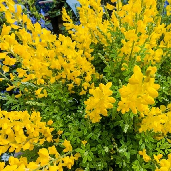 Дрок красильный