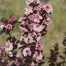 Пузыреплодник калинолистный 'Тайни Вайн'
