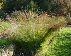 Молиния голубая 'Мурфламм'