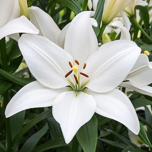 Лилия 'Брайт Диамонд' (белая)