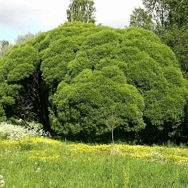 Ива ломкая