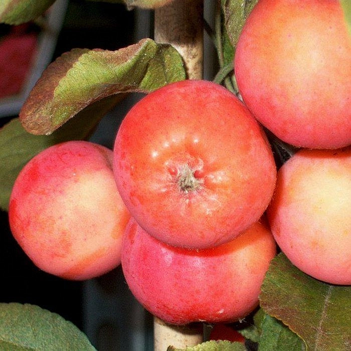 Яблоня декоративная 'Невиль Копеман'