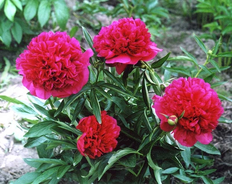 Пион гибридный 'Ред Чарм'