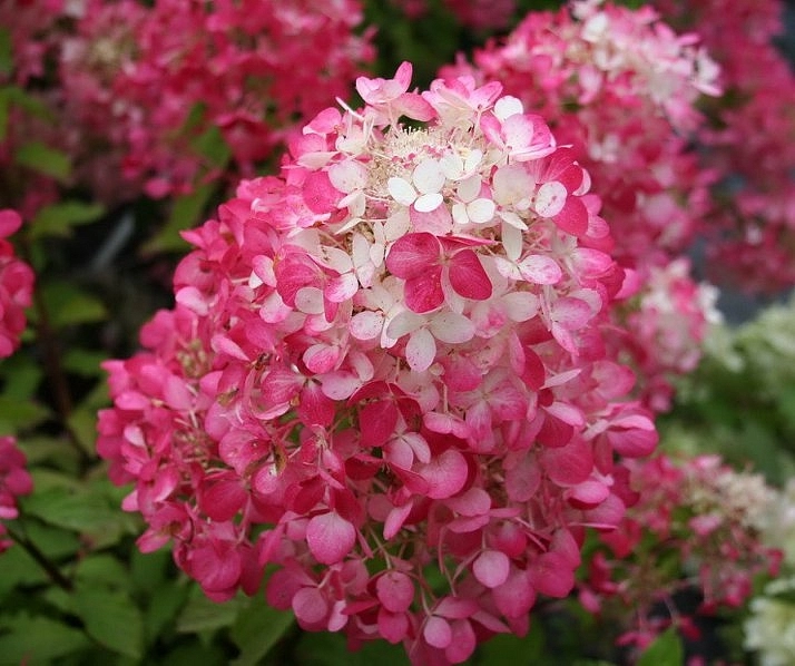 Гортензия метельчатая 'Даймонд Руж'