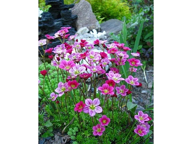 Камнеломка Арендса 'Флорал Карпет' 