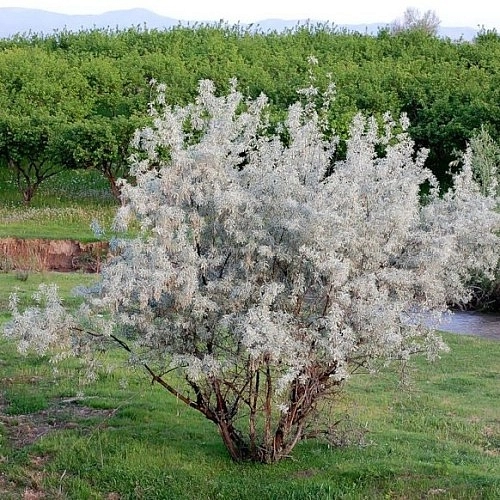 Лох серебристый (маслина)