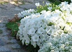 Колокольчик карпатский 'Клипс Уайт' (белый)