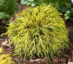 Кипарисовик горохоплодный 'Санголд'