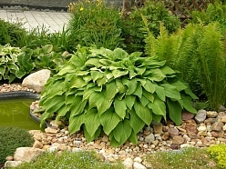 Хоста подорожниковая Хоста подорожниковая