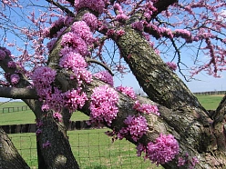 Багряник канадский Церцис