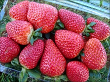 Земляника (клубника) 'Альбион' (ремонтантный)