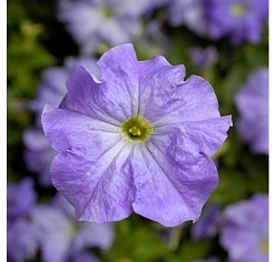 Петуния (сурфиния) гибридная 'Тритуния Скай Блю' (голубая)