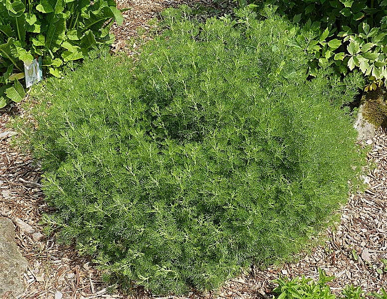 Полынь древовидная (божье дерево, полынь лекарственная)