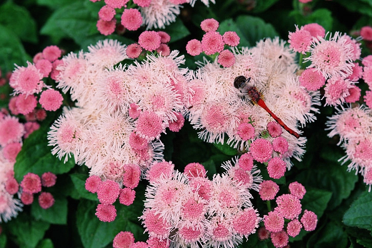 Семена Агератум
